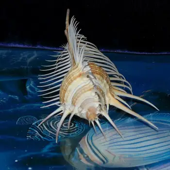 13-15Cm Dabas Čaulas Gliemene Apdare Zivju Tvertnes Ainavu Shell Rotājumi Mājas Dārzā Venus Murex