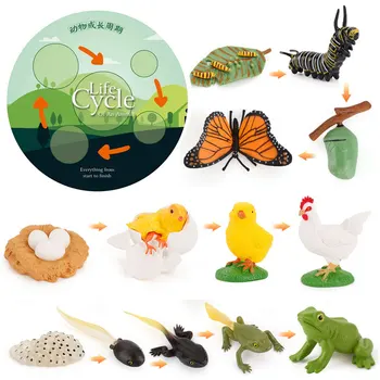Modelēšanas Dzīves Cikla Dzīvniekiem Modelis Montessori Rotaļlietas Bērniem, Kukaiņu, Augu Augšanas Cikla Bioloģijas Zinātnes Beztermiņa Izglītības Rotaļlieta