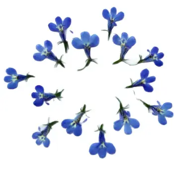 Neliels Žāvētas Nospiests Ziedu Zilā Lobelia Taisnība Augi DIY Sveķu Aproce Bezmaksas Sūtījumu 120 Gab
